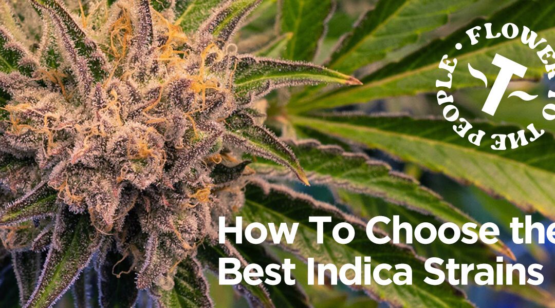 How To Choose the Best Indica Strains