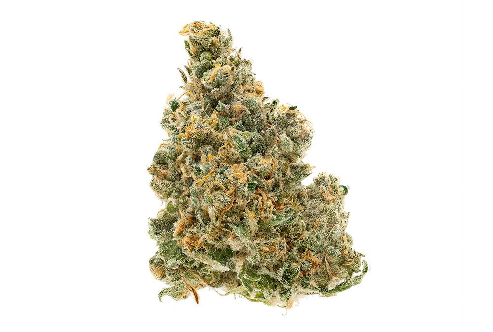 Frosty Bush #4