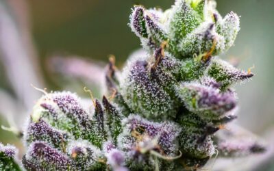 Cannabis Facts – What is Cannabis?