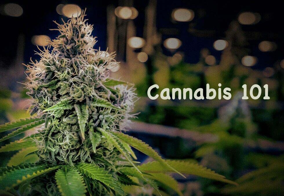 Cannabis 101