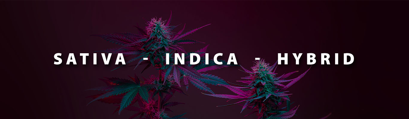 Sativa, Indica, and Hybrid