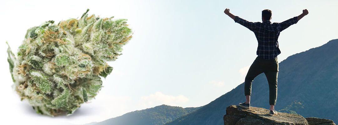 A man stretching on to of a mountain with cannabis flower to his left