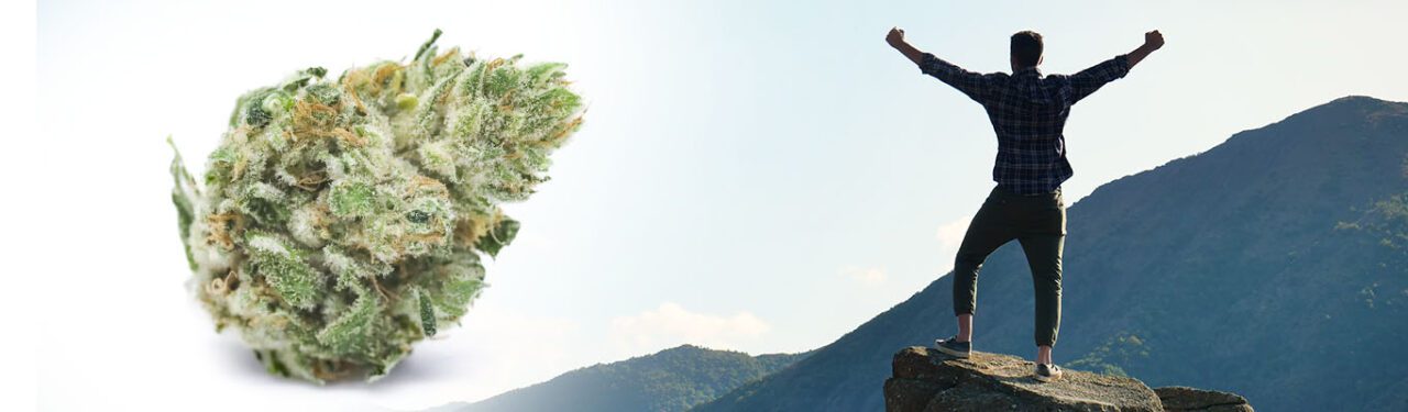 The Best Strains for Energy | Energizing Weed Strains