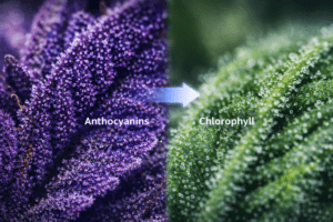 green vs purple strains