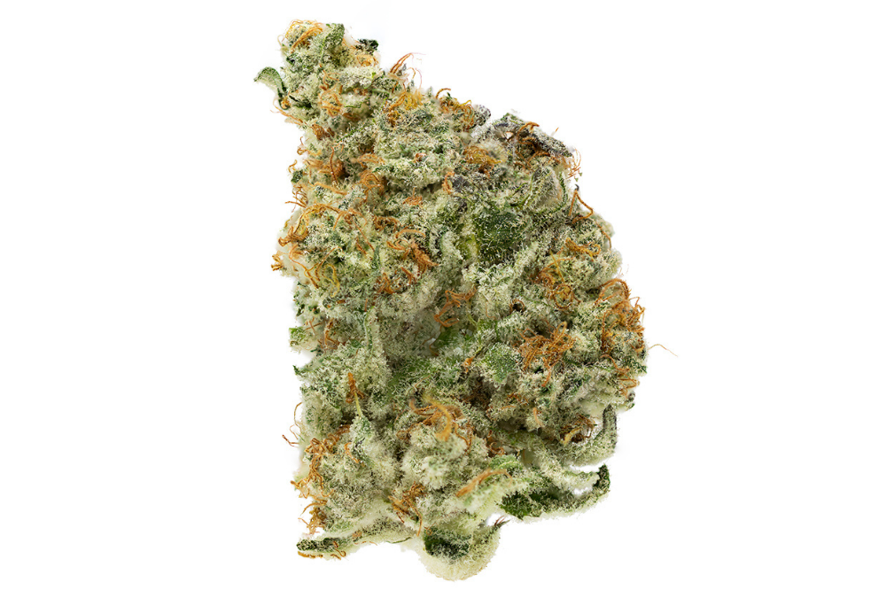 Rose Fuzz #1